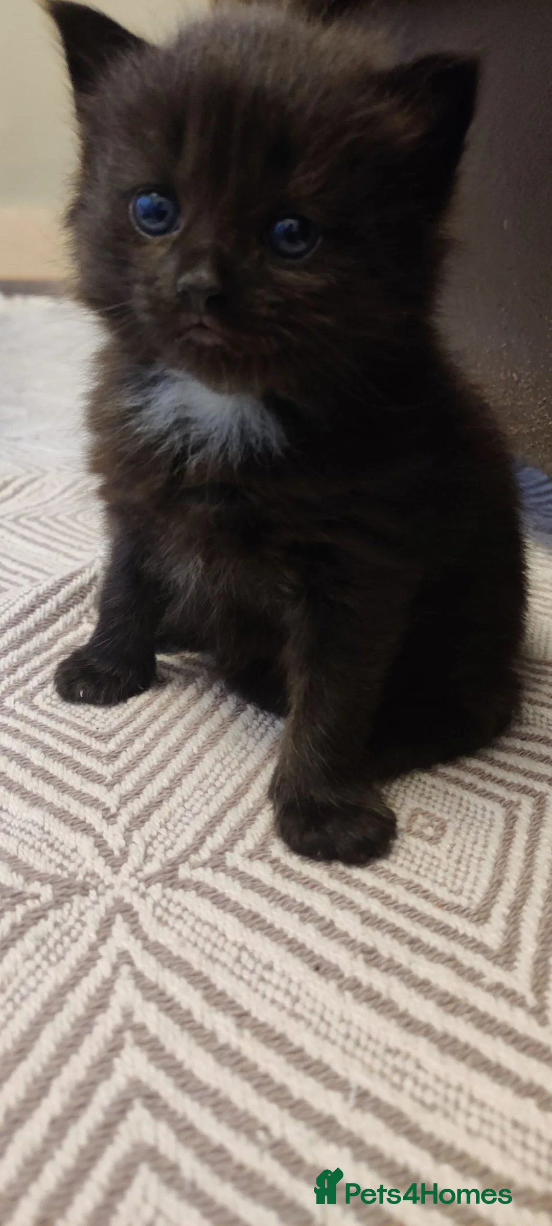 Mixed Breed cats for sale: Four beautiful kittens  - Advert 14
