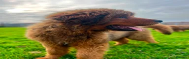 Tibetan Mastiff 3