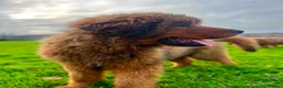 Tibetan Mastiff dogs for sale: World-Class Lion Head Tibetan Mastiff Puppies in Lanark - Advert 9