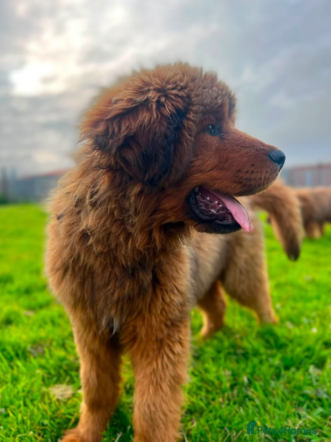 Tibetan Mastiff dogs for sale: World-Class Lion Head Tibetan Mastiff Puppies in Lanark - Advert 9