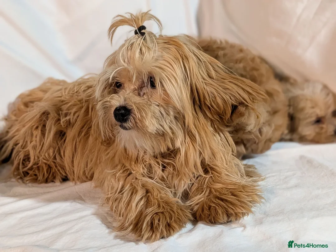 Maltipoo dogs for sale: Lovely Maltipoo Puppies Ready To Leave - Advert 1