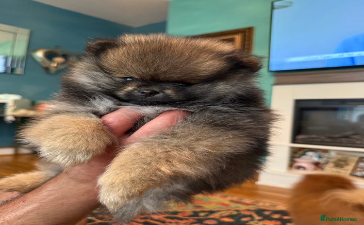 Pomeranian dogs - Advert 1