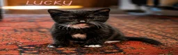 Mixed Breed cats for sale: Scottish Fold & Scottish straight Cross kittens  in Antrim - Advert 5