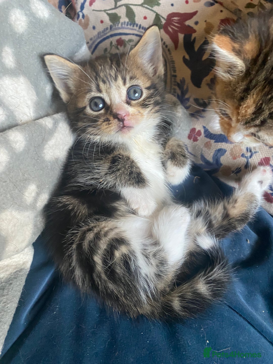 British Longhair cats for sale: 4 Beautiful tabby kittens - Image 19