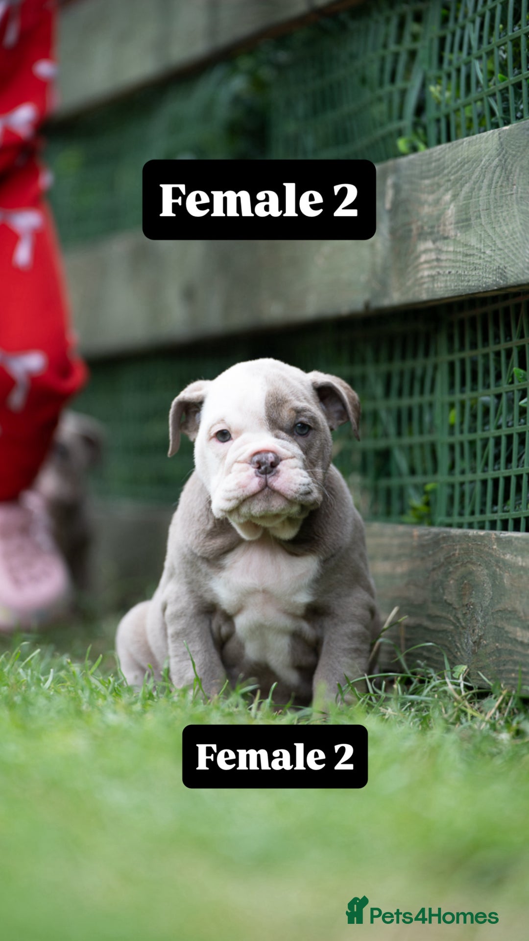 English Bulldog dogs for sale: English bulldog pups for sale  - Image 17