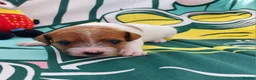 Jack Russell dogs for sale: Adorable Jack Russells - Advert 19