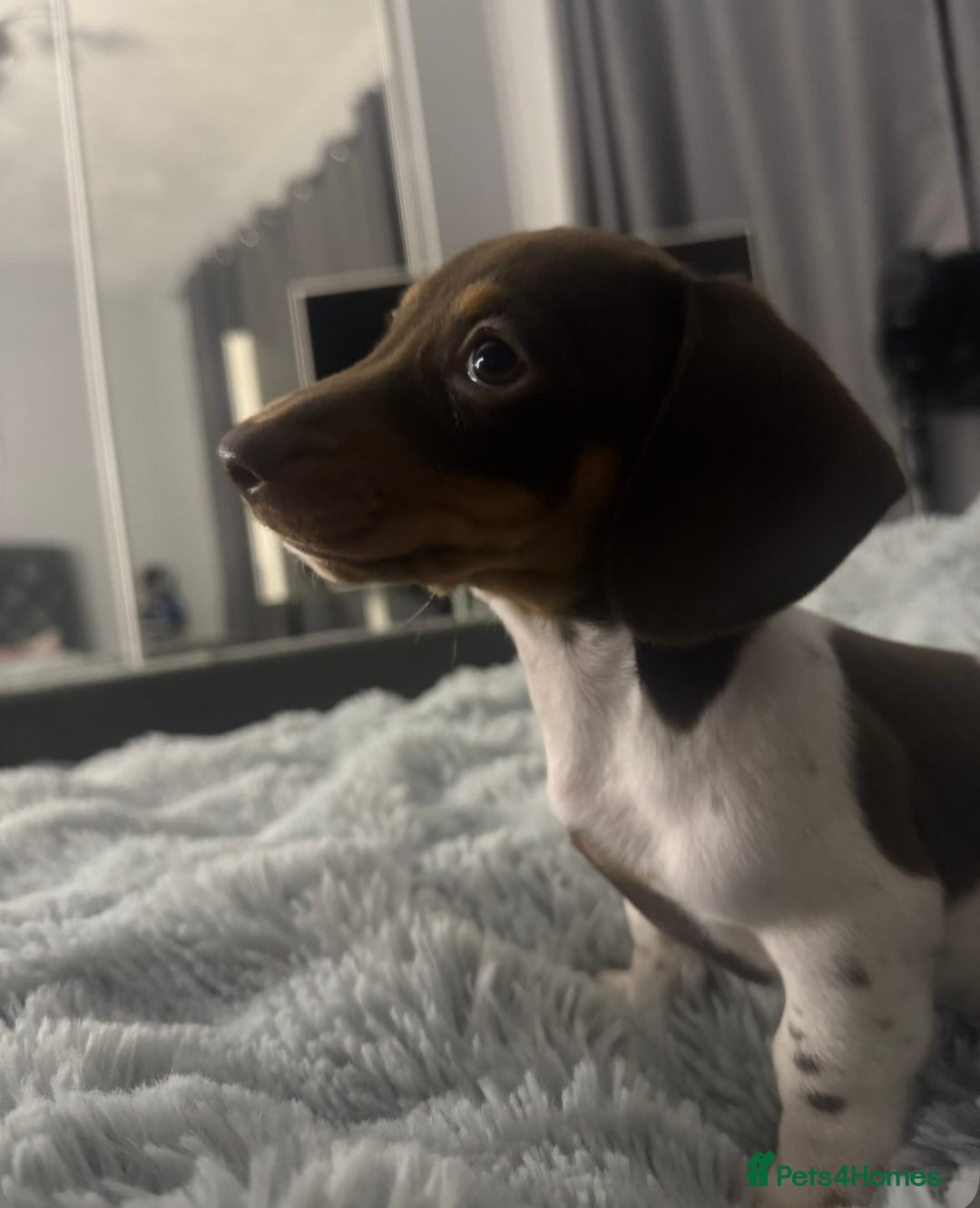 Miniature Dachshund dogs for sale: Four beautiful miniature dachshund girls - Advert 15