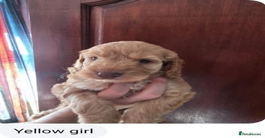 Cockapoo dogs - Advert 5