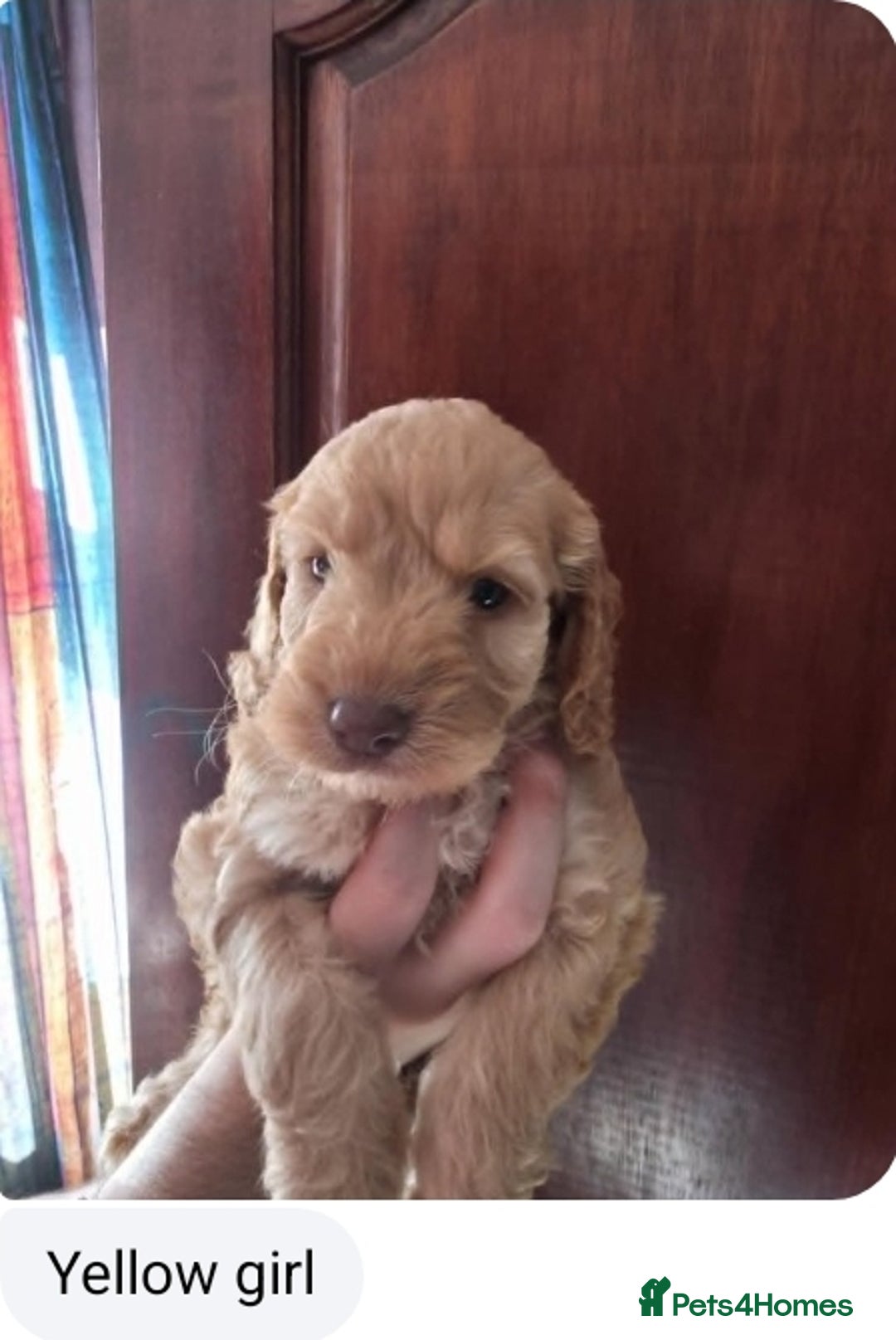 Cockapoo dogs for sale: Stunning F1 Cocokapoos - Image 3