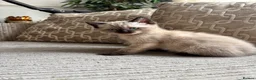 Ragdoll cats for sale: Ragdoll x mink tonkinese kittens  - Advert 5