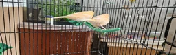 Canaries birds for sale: Four (2 pairs) young canaries - Advert 3