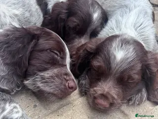 Cocker Spaniel dogs 3 Remaining Male Cocker Spaniel Pups - Advert 14