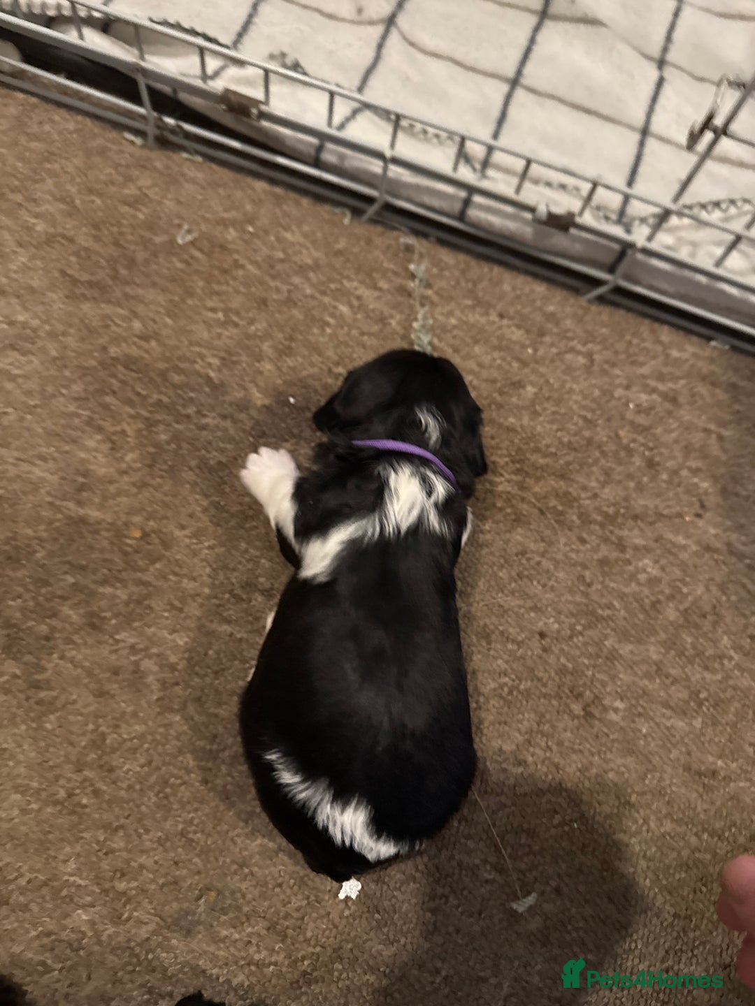 Mixed Breed dogs for sale: 8 Springer mix Puppies - Advert 11