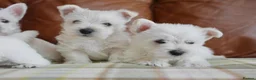 West Highland Terrier dogs for sale: Stunning West Highland Terrier Puppies - Advert 4