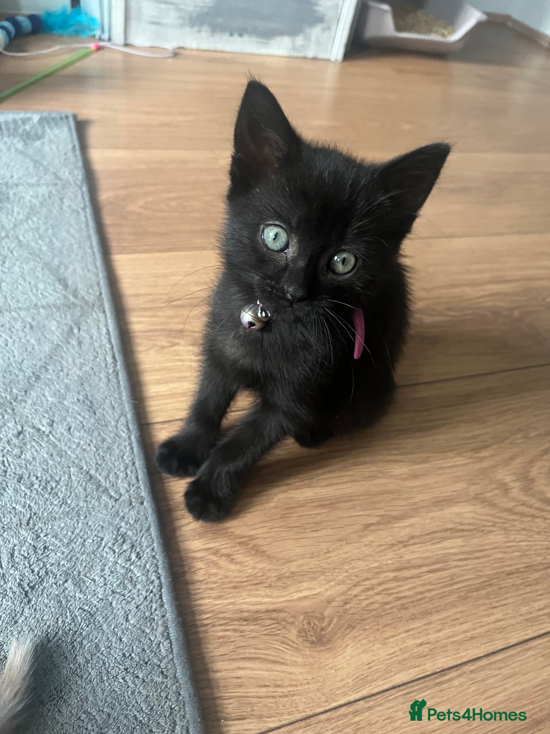 Domestic Shorthair cats for sale: Tabby x kitten in Ripley - Image 6