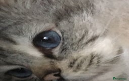Ragdoll cats for sale: Purebred Ragdoll Kittens HCM PKD  clear - Image 2