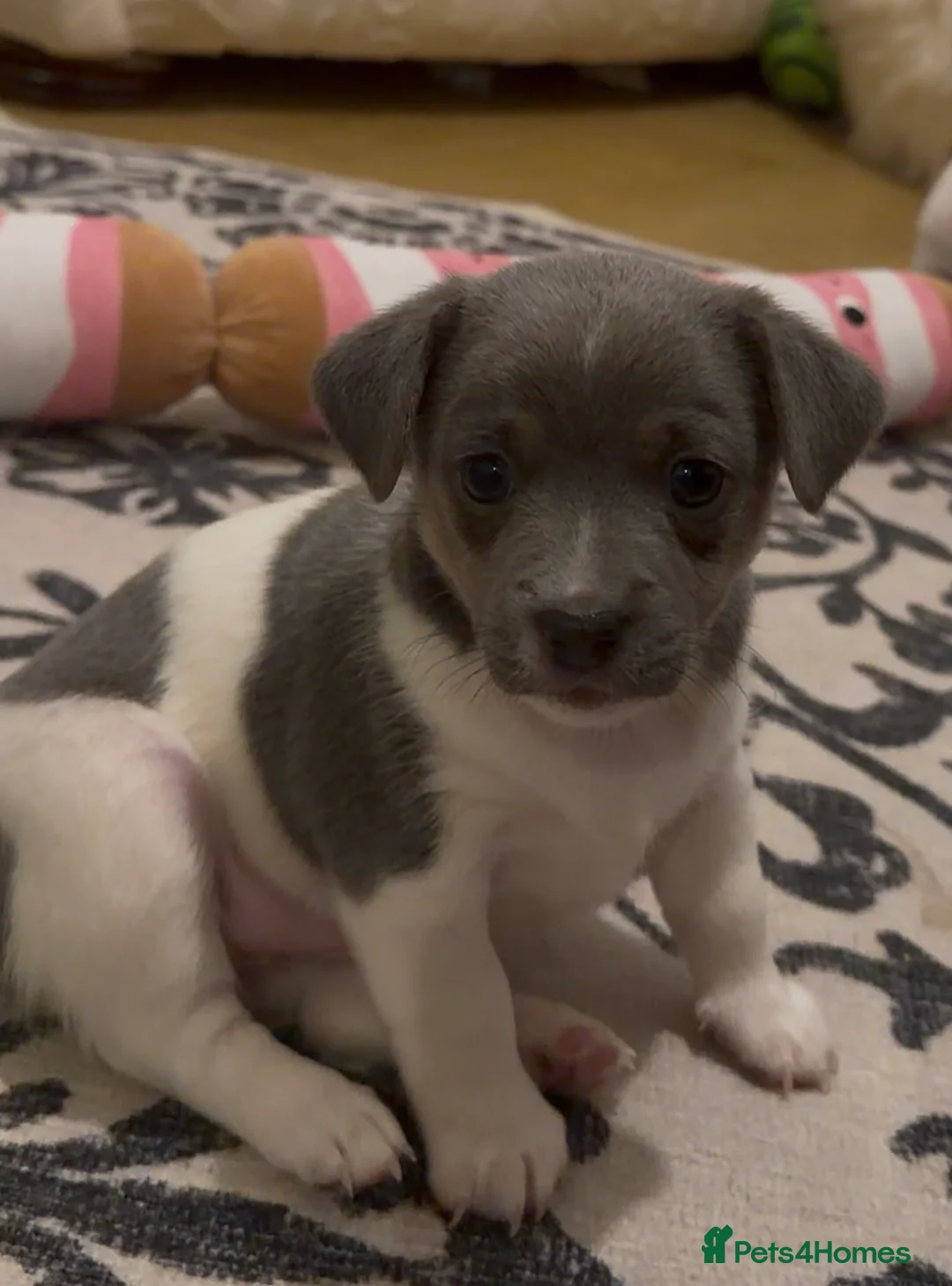 Jack Russell dogs for sale: Stunning blue and blue tri JRT pups - Advert 29