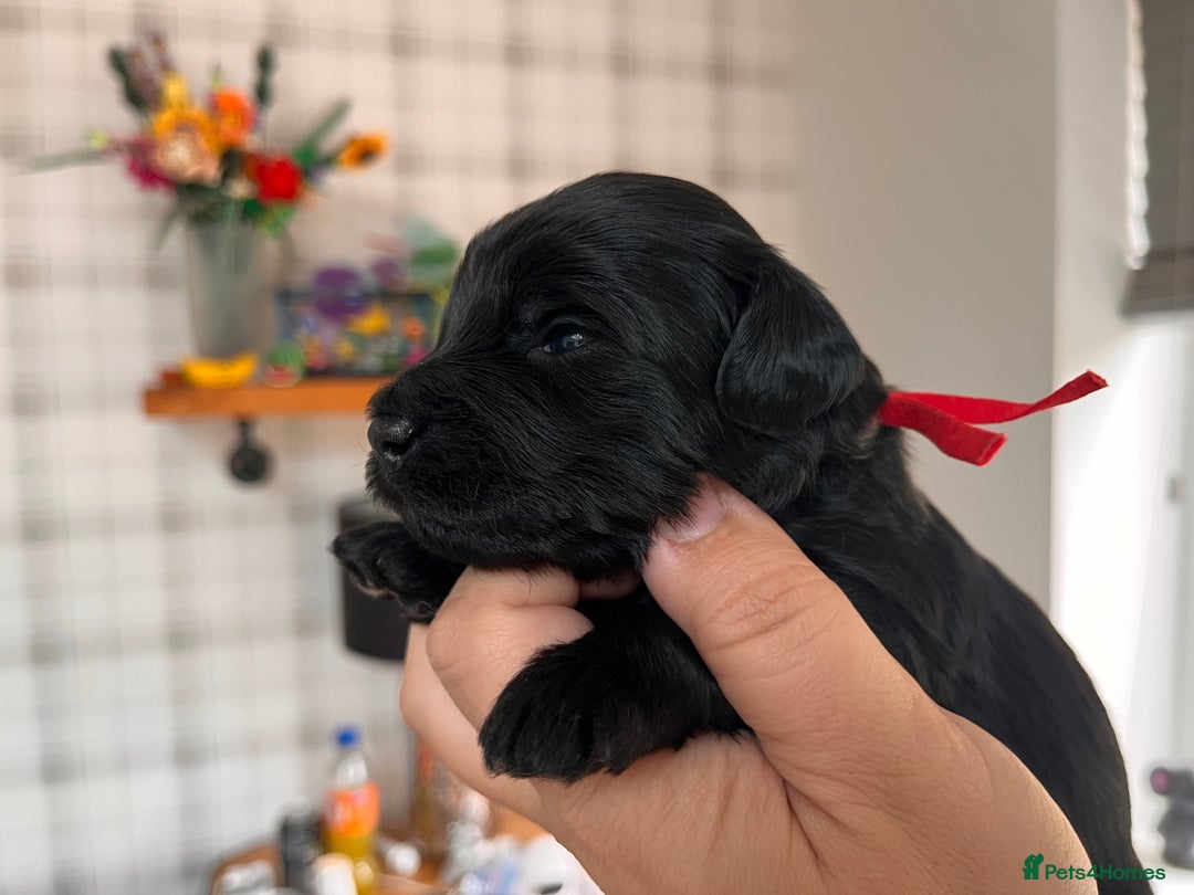 Australian Labradoodle dogs for sale: Home raised, DNA tested, Australian Labradoodles - Image 35