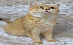 British Shorthair cats for sale: Stunning & affectionate BSH Golden girl - Image 2