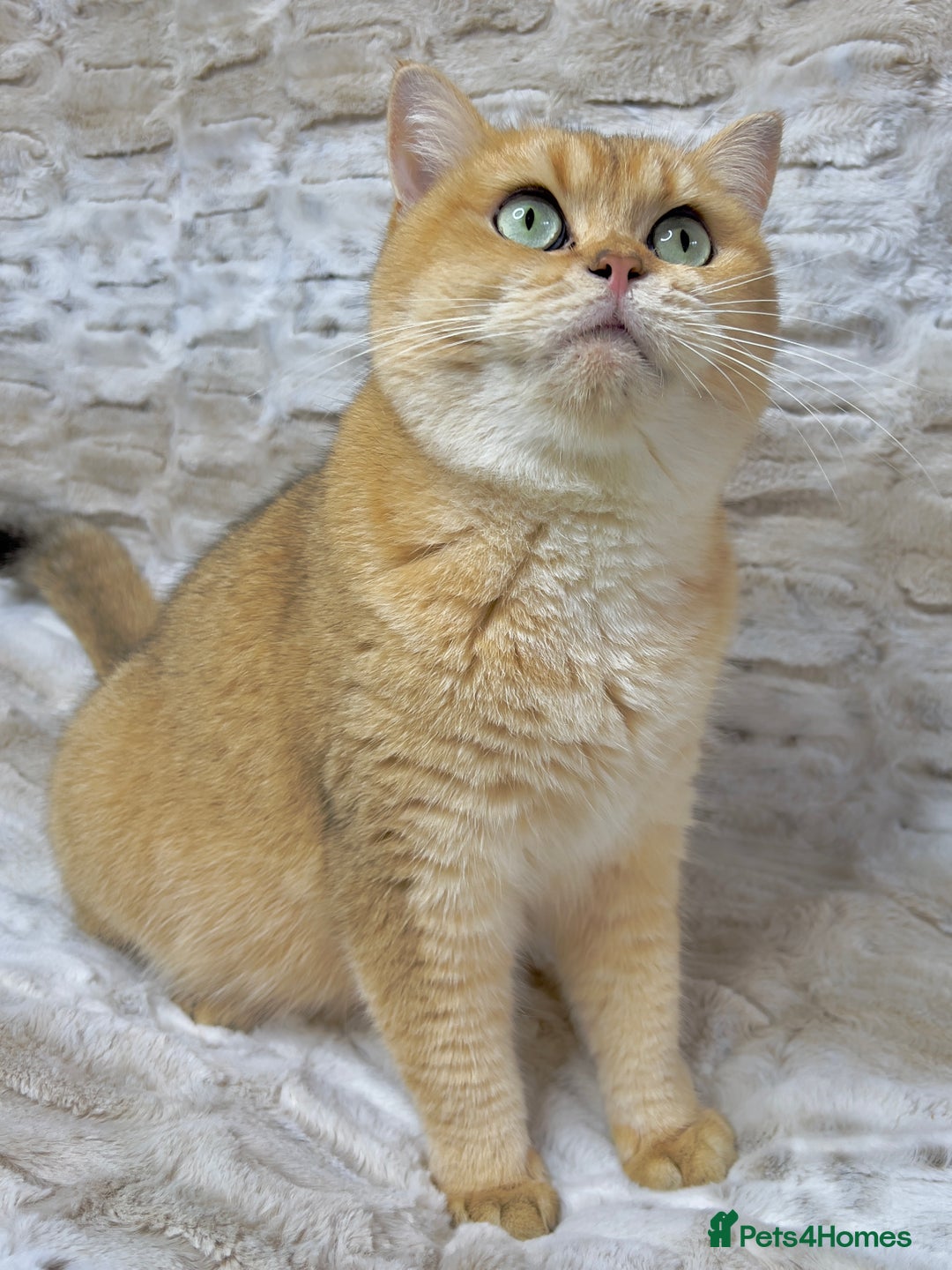 British Shorthair cats for sale: Stunning & affectionate BSH Golden girl - Image 2