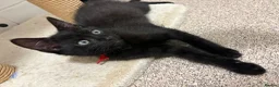 Domestic Shorthair cats for sale: 4 adorable kittens looking for new homes - Advert 10