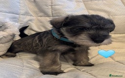 Miniature Schnauzer dogs for sale: Miniature Schnauzer Pups (White & Salt’n’Pepper) - Image 15