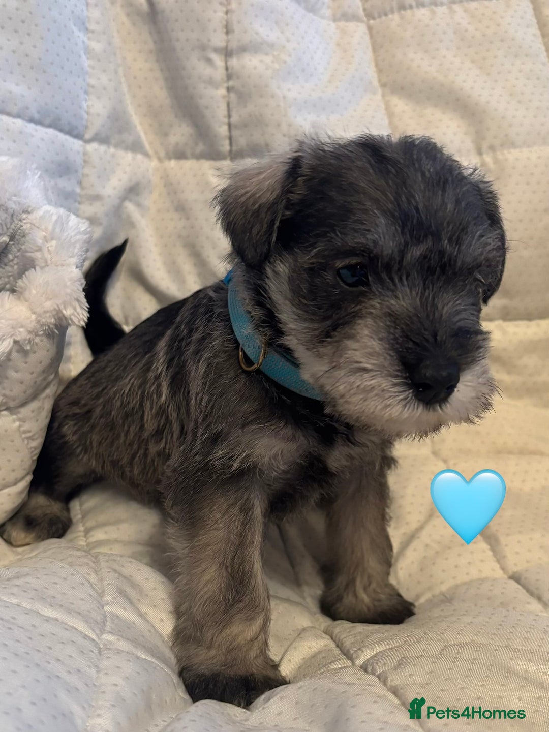 Miniature Schnauzer dogs for sale: Miniature Schnauzer Pups (White & Salt’n’Pepper) - Image 15