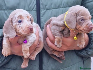 Miniature Dachshund dogs PUPS READY NOW OUTSTANDING QUALITY - Advert 1