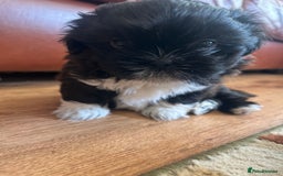 Shih Tzu dogs for sale: Teddy 5 months old Shih Tzu  - Image 8