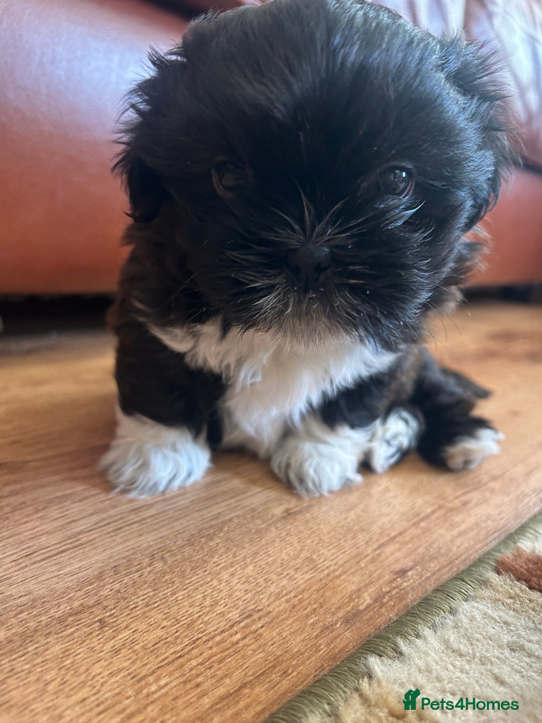 Shih Tzu dogs for sale: Teddy 5 months old Shih Tzu  - Image 8