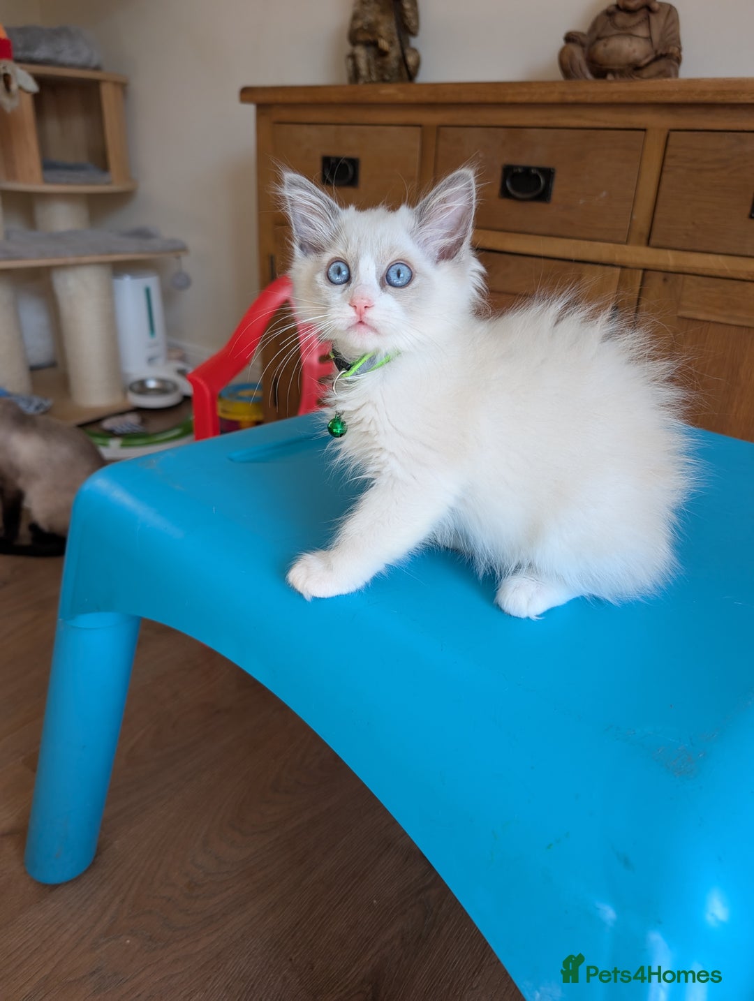 Ragamese cats for sale: 🐾💎Ragdoll X Siamese (Ragamese) Kittens💎🐾 - Image 37