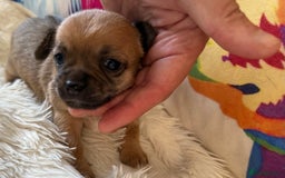 Chihuahua dogs for sale: Stunning Little Short Coat Chihuahuas - Image 4