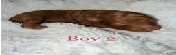 Toy Poodle dogs for sale: KC Toy Poodle puppies for sale in Nottingham - Advert 3