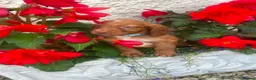 Cocker Spaniel dogs for sale: 5 beautiful cocker pups  - Advert 2