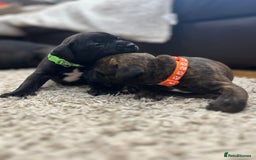 Staffordshire Bull Terrier dogs for sale: 🏅🏆 CHAMPION PLAY BOY BLUE&BLACK STAFFY PUPS - Image 4