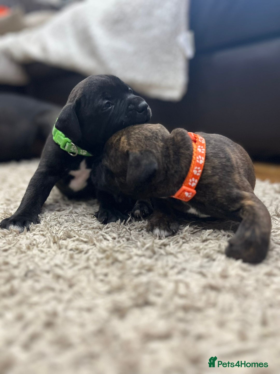 Staffordshire Bull Terrier dogs for sale: 🏅🏆 CHAMPION PLAY BOY BLUE&BLACK STAFFY PUPS - Image 4