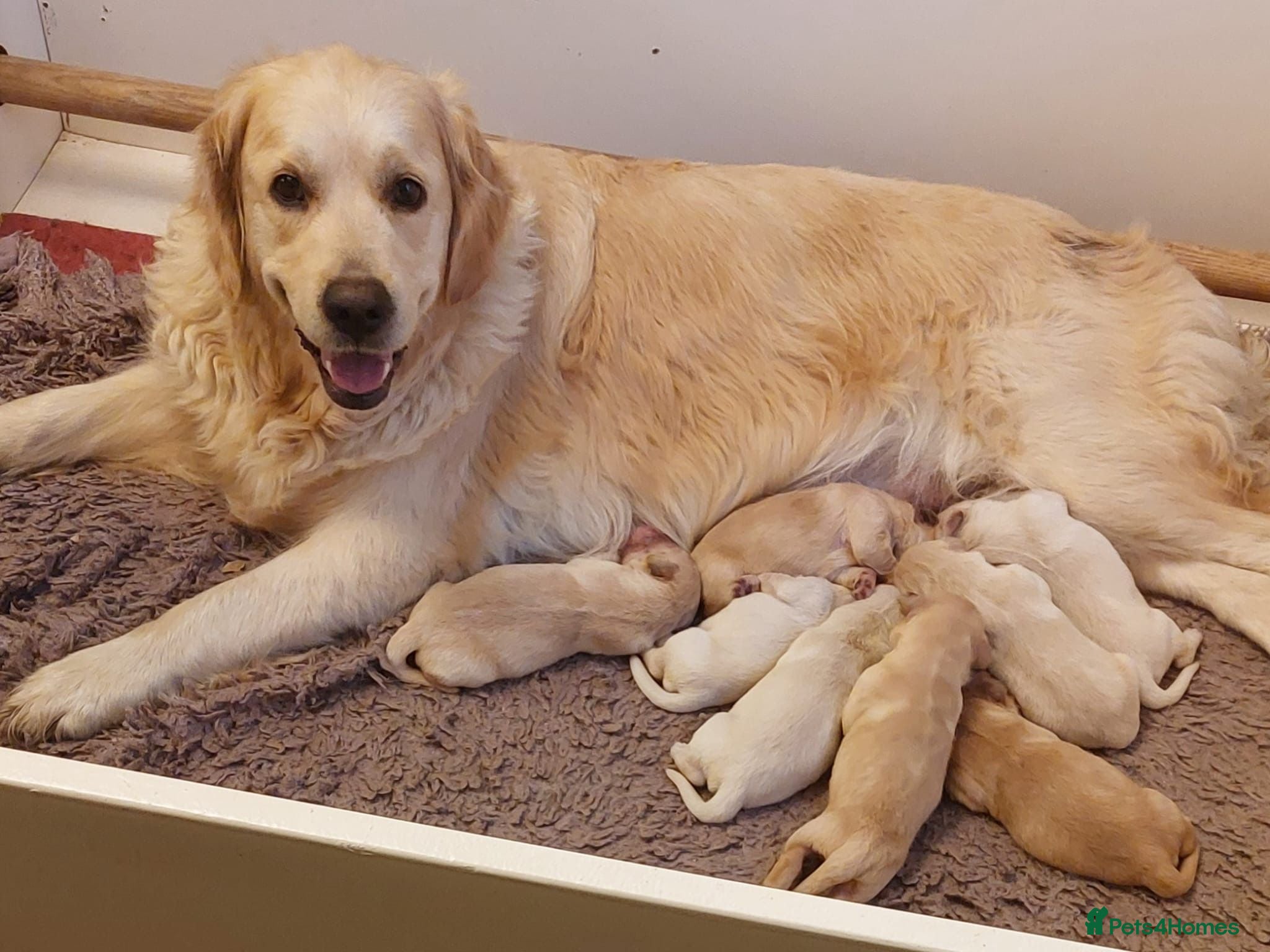 Golden Retriever dogs Gorgeous KC Registered Puppies - Advert 2