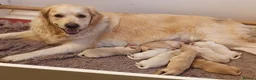 Golden Retriever dogs for sale: Gorgeous KC Registered Puppies in Sudbury - Advert 2