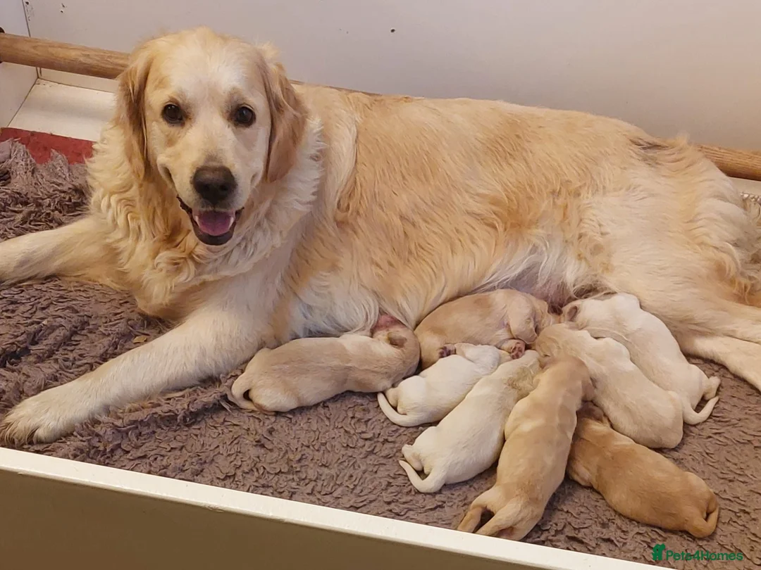 Golden Retriever dogs for sale: Gorgeous KC Registered Puppies in Sudbury - Advert 2