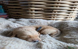 Mixed Breed dogs for sale: Goldador - Advert 5