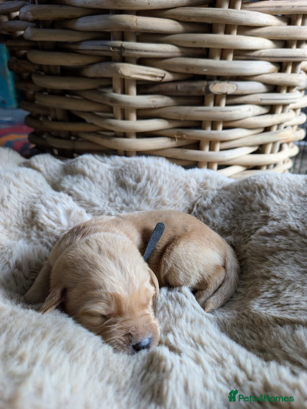 Mixed Breed dogs for sale: Goldador - Advert 5