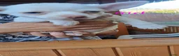 Chihuahua dogs for sale: 3 unique Blue eyed Chihuahua pups - Advert 17