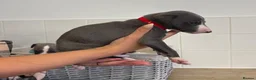 Whippet dogs for sale: Whippet puppies  - Advert 8