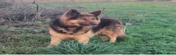 German Shepherd dogs for sale: 10 week B&T female gsd pup - Advert 17