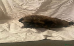 Shih Tzu dogs for sale: Stunning shih tzu puppies - Image 8