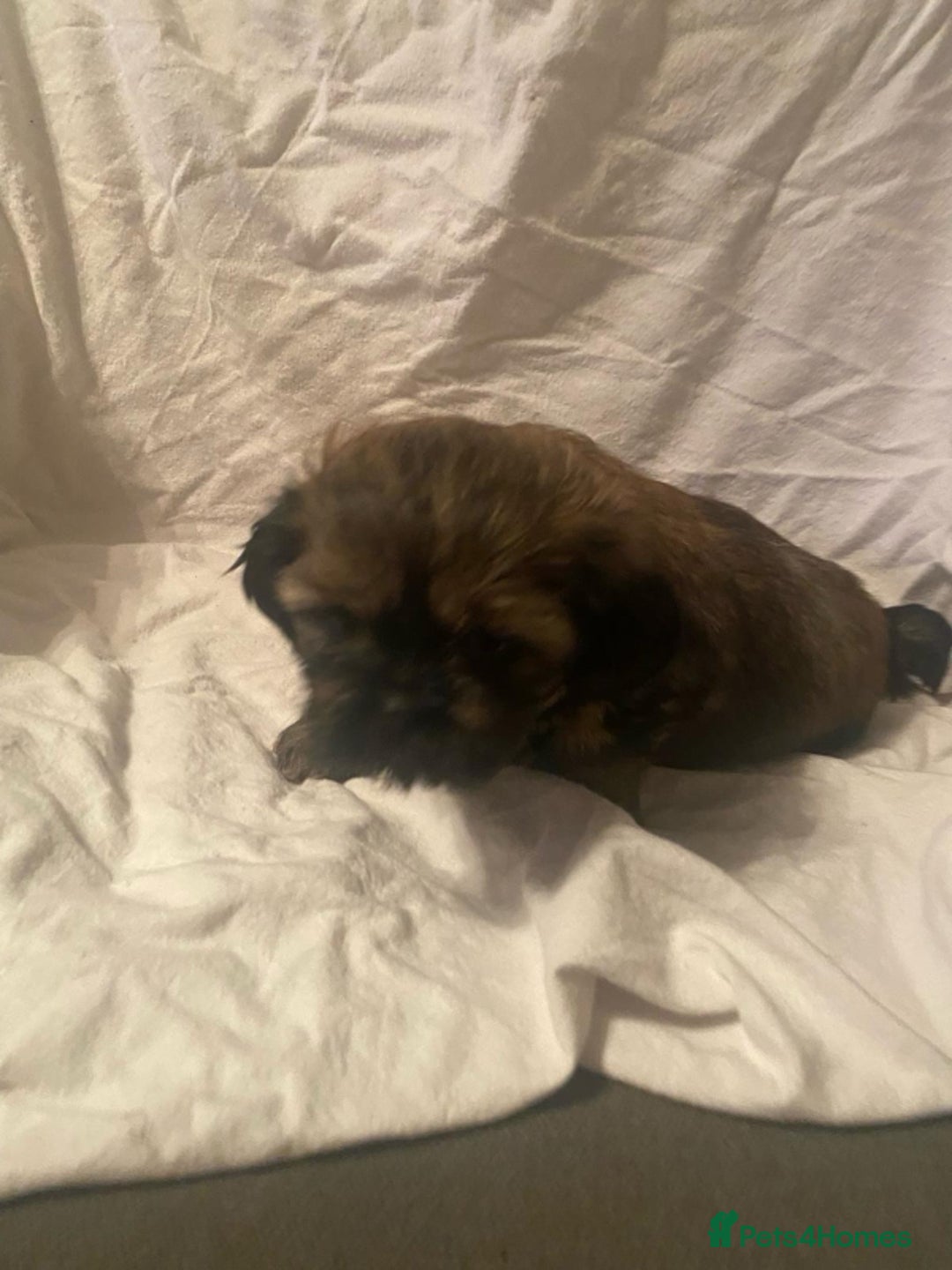 Shih Tzu dogs for sale: Stunning shih tzu puppies - Image 8
