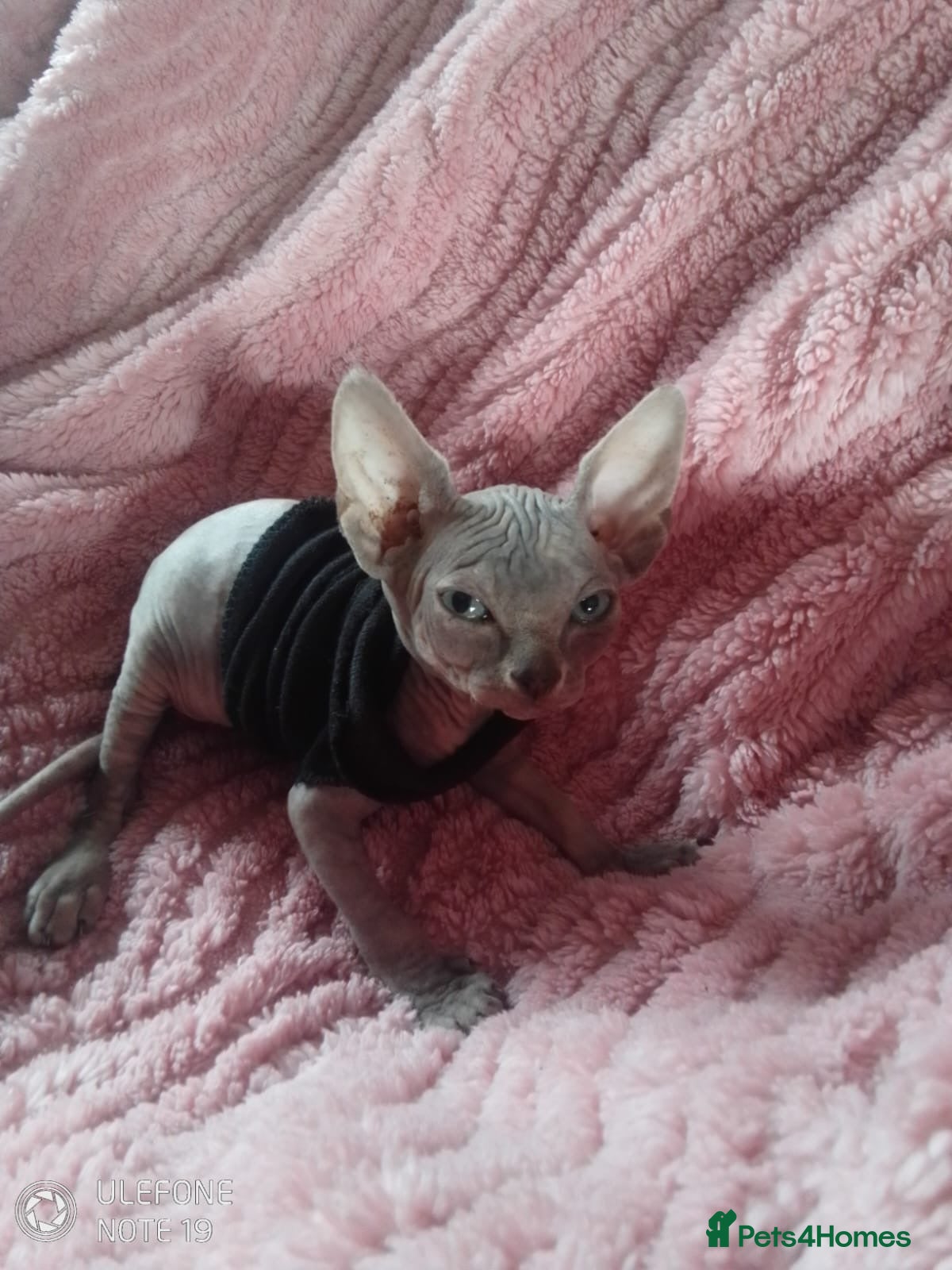 Sphynx cats BABY SPHYNX  - Advert 1