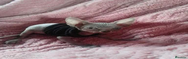 Sphynx Kitten 1