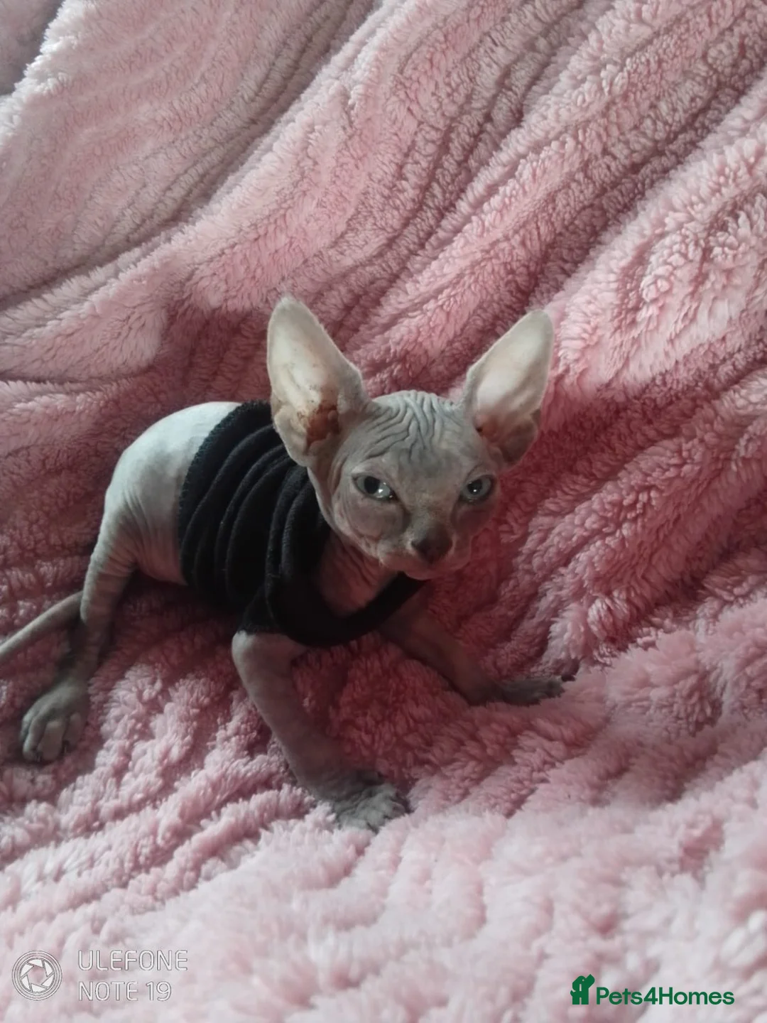 Sphynx cats for sale: BABY SPHYNX  in Blackpool - Advert 1
