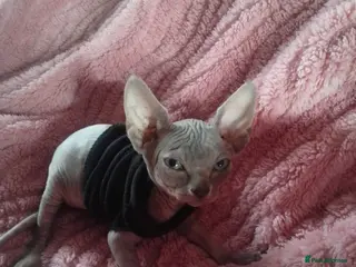 Sphynx cats BABY SPHYNX - Advert 1